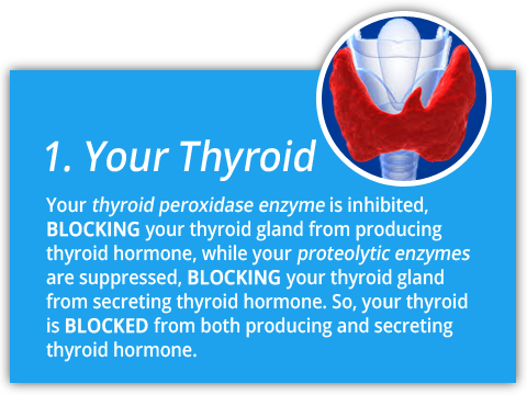 thyroid-hormone-pathway-1