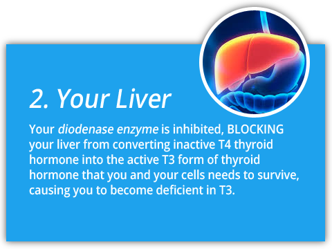 thyroid-hormone-pathway-2