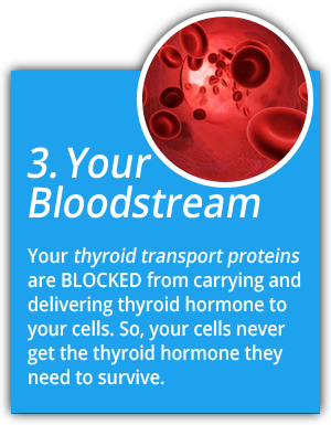 thyroid-hormone-pathway-3